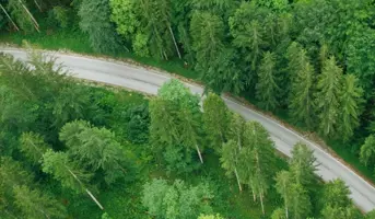 Forest with tall green trees and road running through